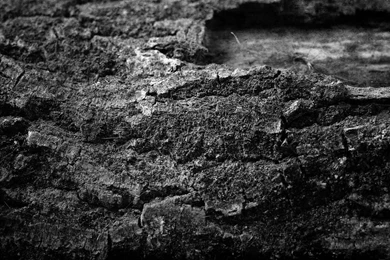 Tree Bark Wallpapers   Artistic Wallpapers