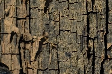 Tree Bark Mobile Wallpapers 3339