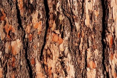 Tree+Bark+Wallpapers+%284%29.jpg