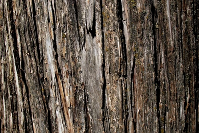 Old Tree Bark Texture Free Ipad Iphone Hd Wallpapers Free