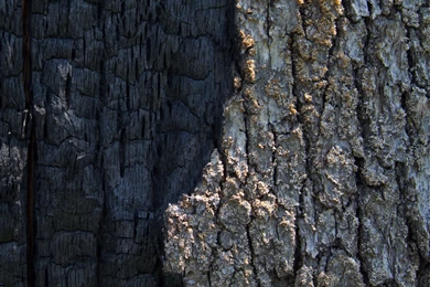 Half Burned Tree Bark Wallpapers   Photography Wallpapers