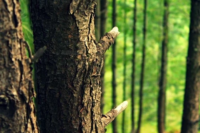 Tree Bark HD Desktop Wallpapers : Widescreen : High Definition ...