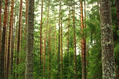 Download Wallpapers 3840x1200 Wood, Pines, Fir trees, Trunks, Bark ...