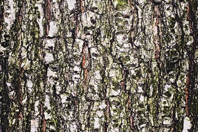 Wood Bark Wallpapers And Images   Wallpapers, Pictures, Photos