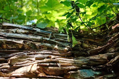 Tree Bark Wallpapers Photography Wallpapers