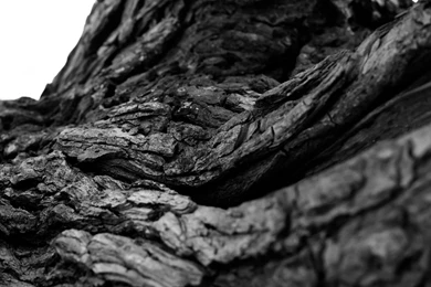 Tree Bark Macro BW Black White Wallpapers