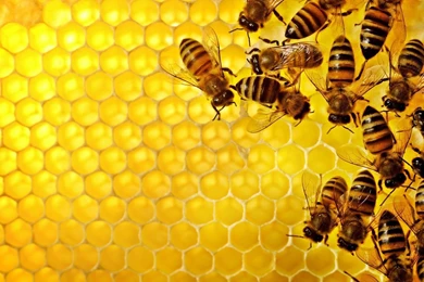 Bees Honeycomb Wallpapers