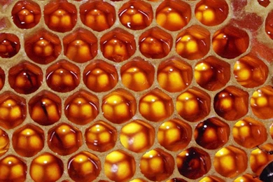 Download Wallpapers 2560x1024 Honeycomb, Bees, Honey, Sweet Dual ...