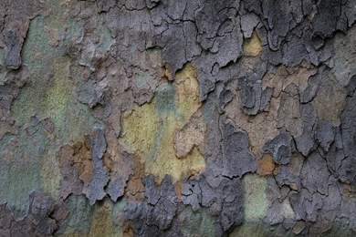 Tree Bark Wallpapers Photography Wallpapers