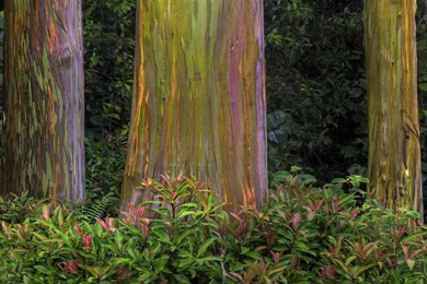 Colorful Tree Bark Wallpapers Free Wide HD Wallpapers