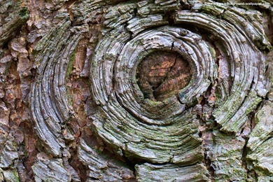 Wood Bark Knot Wallpapers Tree Desktop Backgrounds   1440x900 Pixels
