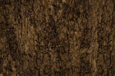 Old Tree Bark Texture Free Ipad Iphone Hd Wallpapers Free