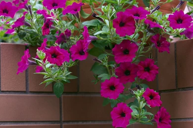 Wallpapers Flower Pot Free Brick Flowers Corner Petunia The ...