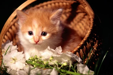 Kittens Desktop Wallpapers