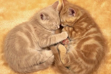 Cute Kittens Images   Desktop Backgrounds