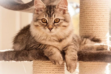 Kittens HD Wallpapers   Cool Wallpapers