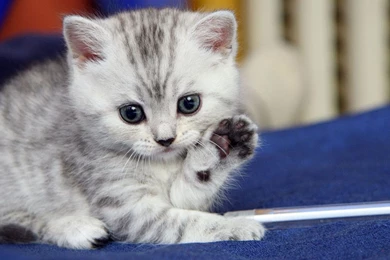 Kittens, Lovely Kittens, Pussycat Images, Cute Cat Wallpapers ...