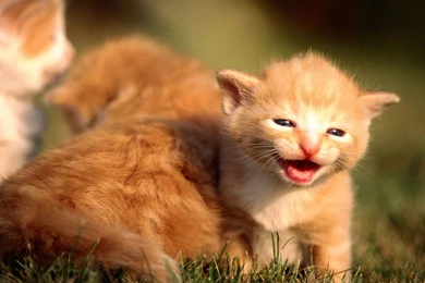 Cute Kittens HD Wallpapers 1920x1080 17.jpg