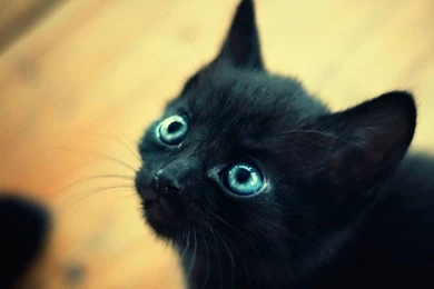 Kittens, Pussycat Images, Cat Love, Cute Cat Wallpapers, Cute Cats ...