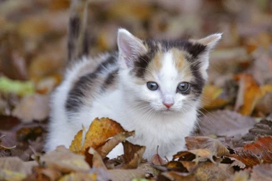 Cute Kittens Med Kittens Wallpapers