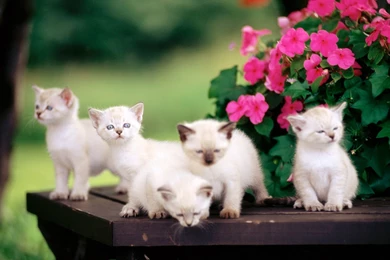 Cute Cats Wallpapers For Desktop 7 Free Hd Wallpapers ...