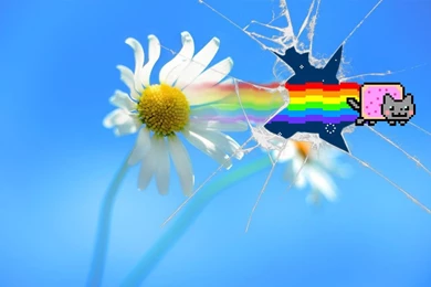 Nyan Cat ''Windows 8'' Wallpapers By Jayro Jones On DeviantArt