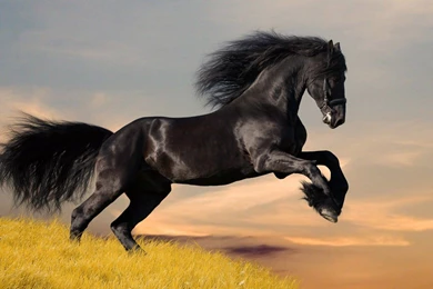 Black color wild horse.jpg