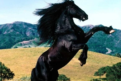 Black Horse Wallpapers Wallpapers