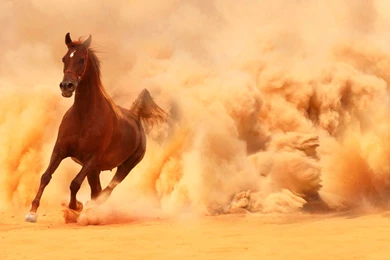 Arabian_horse_running_out_of_the_desert_storm wide.jpg