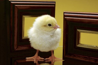 1024x768 Little Chicken Desktop PC And Mac Wallpapers