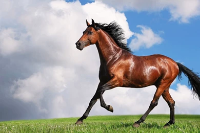 Arabian Horse HD Wallpapers 1080p.jpg