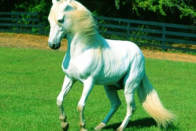 HD Wallpapers Free Stock: White Horse Wallpapers