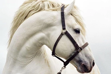 Lovely Horse Latest HD Desktop Wallpapers 2013