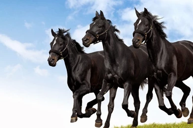 Black & White Horse HD Wallpapers   Deep HD Wallpapers For You