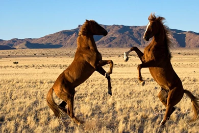 Two Big Dark Gray Color Horses Fightting Latest New Wallpapers ...