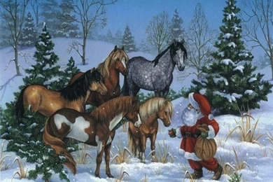 Christmas Horse Pictures   All Wallpapers New