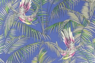 Sunbird Red And Electric Blue Wallpapers