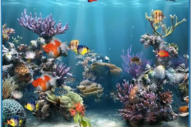 Download Coral Reef Aquarium 3d Screensaver 1.0