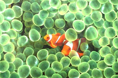 Free Aquarium Screensavers HD: Ocean Adventure Aquarium ...