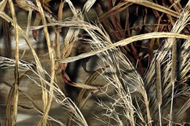 Max 4 Wallpapers 2015 Grasscloth Wallpapers