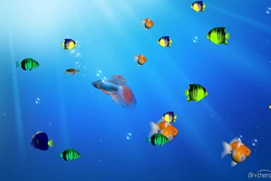 Ocean Life Aquarium Wallpapers Download Hd Wallpapers From Hd Life ...