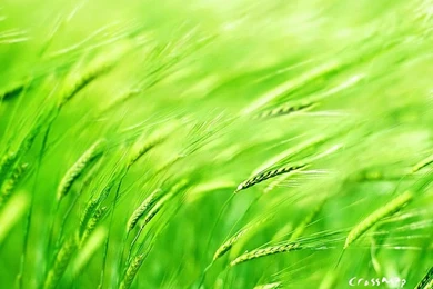 Scenery Wallpapers With Bible Verses 1024x768 NO.33 Desktop ...