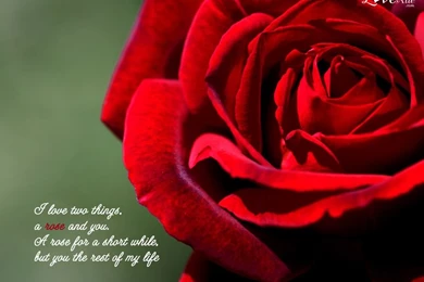 Loving Wallpaper Images   Wallpapers HD Base