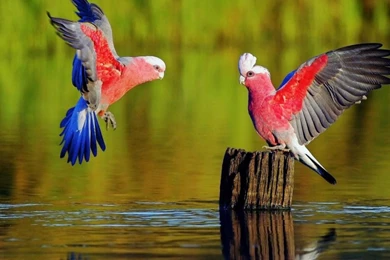 Loving Cockatiel Parrot