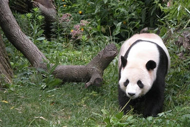 Widescreen, Wallpaper, Desktop, Animal, Bear, Panda, Backgrounds ...