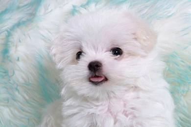 Desktop animal pics images download.jpg