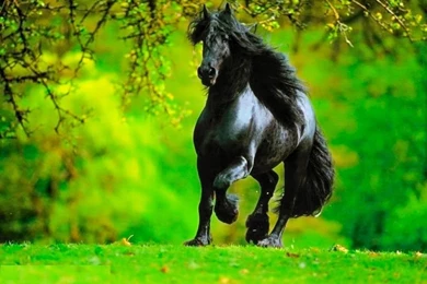 Quarter Horse HD Desktop Wallpapers