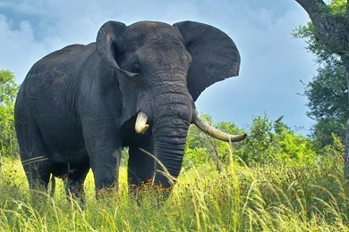 Elephant Wallpapers   Splendid Wallpapers HD