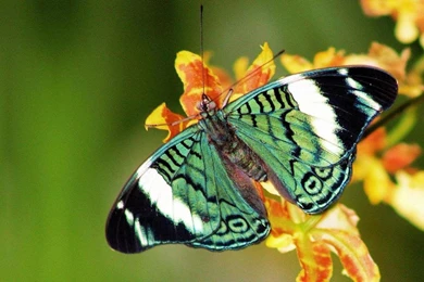 Rainforest Butterfly Wallpapers   Splendid Wallpapers HD