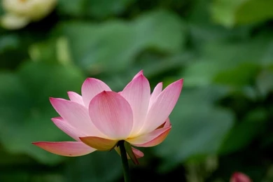 1280x768 Lotus Spring Desktop PC And Mac Wallpapers